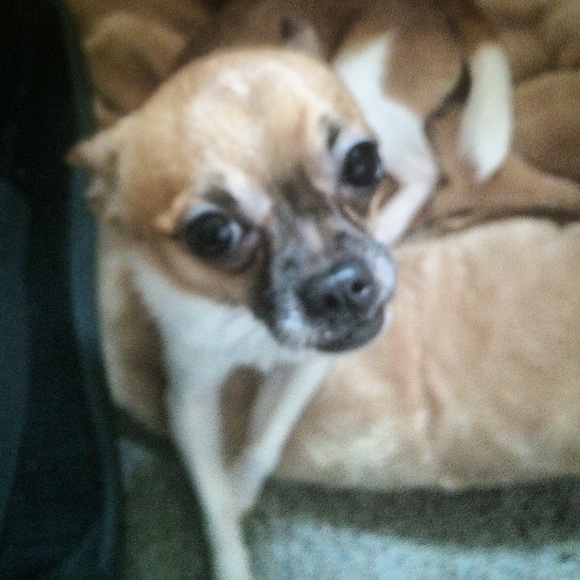 Meet your Posher, Vintage! - Picture 8 of 8